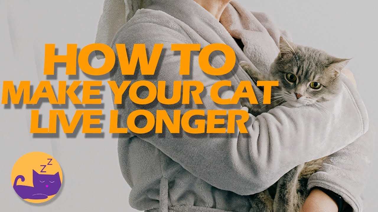 Ways to Enhance Feline Longevity