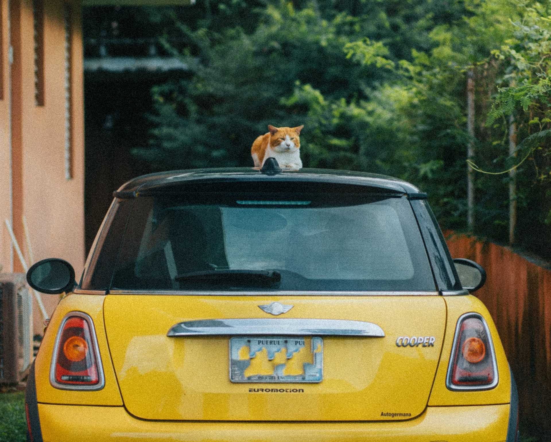 Finding Pet-Friendly Accommodations