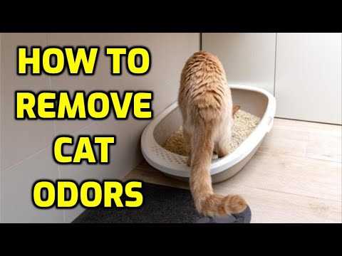 Tips to Eliminate Unwanted Odors