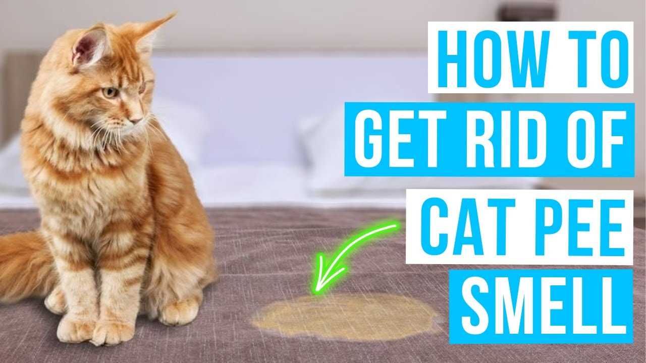 Exploring odor-neutralizing products specifically for pet owners
