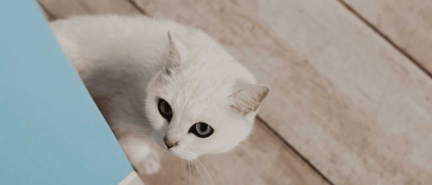 Choosing the Right Litter to Minimize Odors