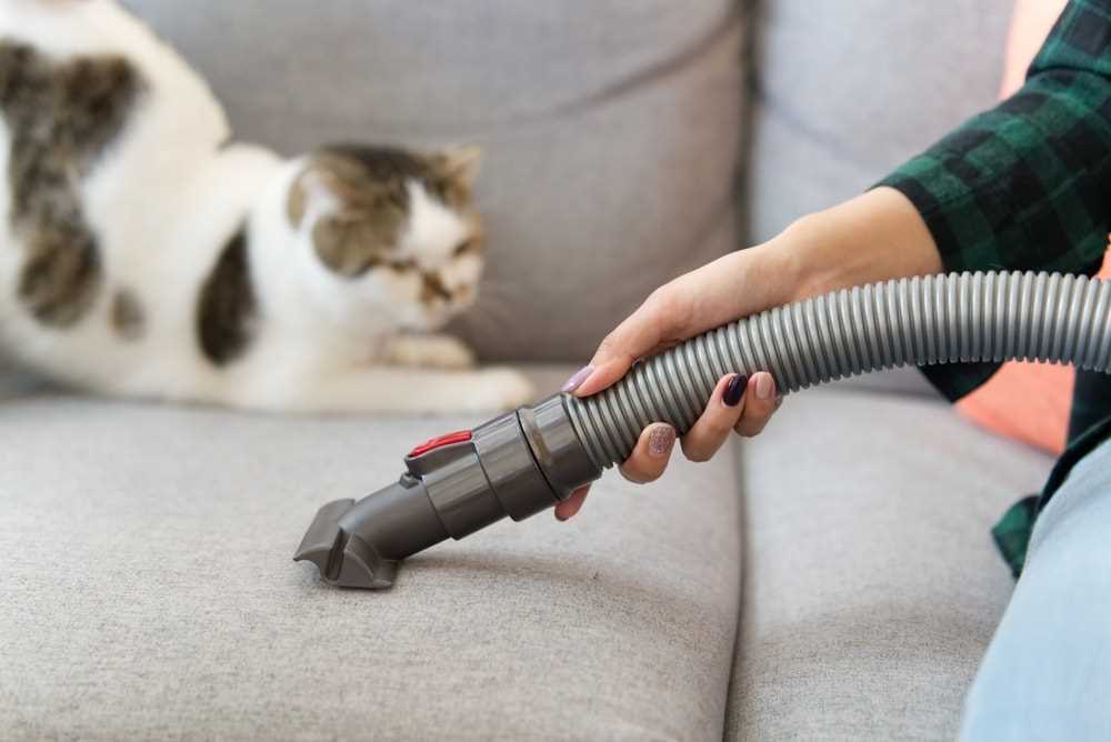 Cleaning Litter Boxes Regularly
