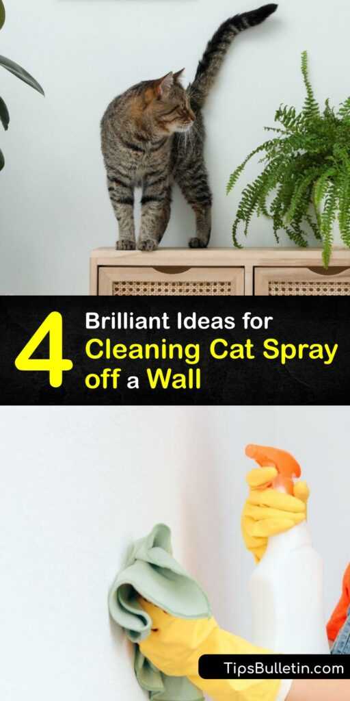 Best Natural Remedies for Cat Spray Smell