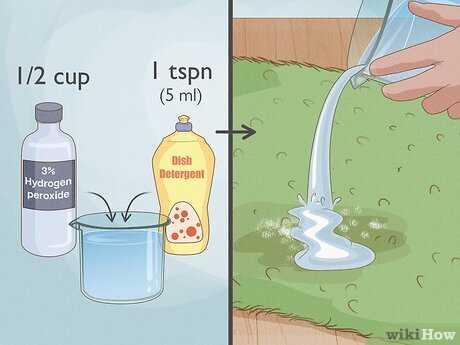 Enzymatic Cleaners