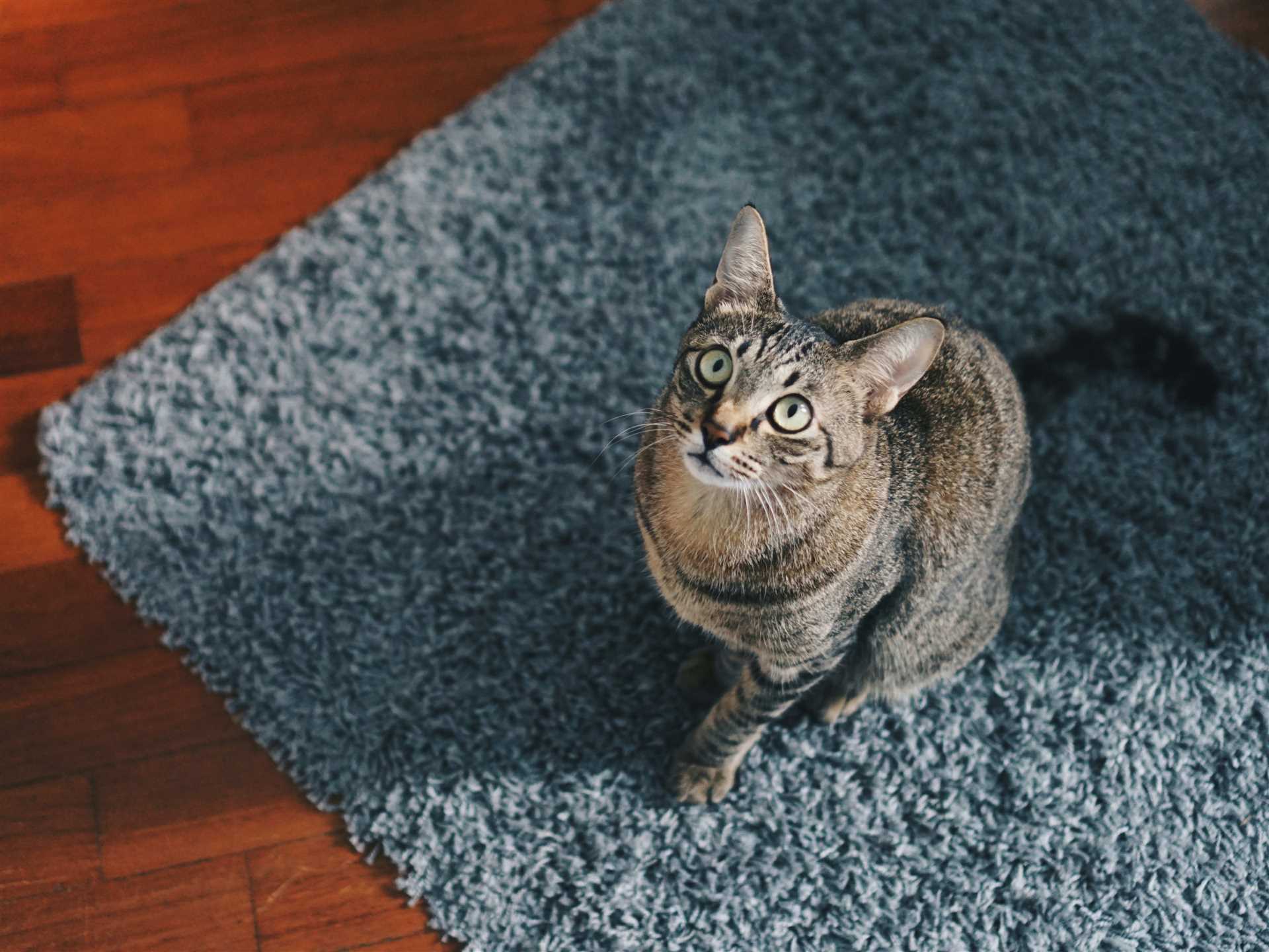 Effective Solutions for Lingering Odors