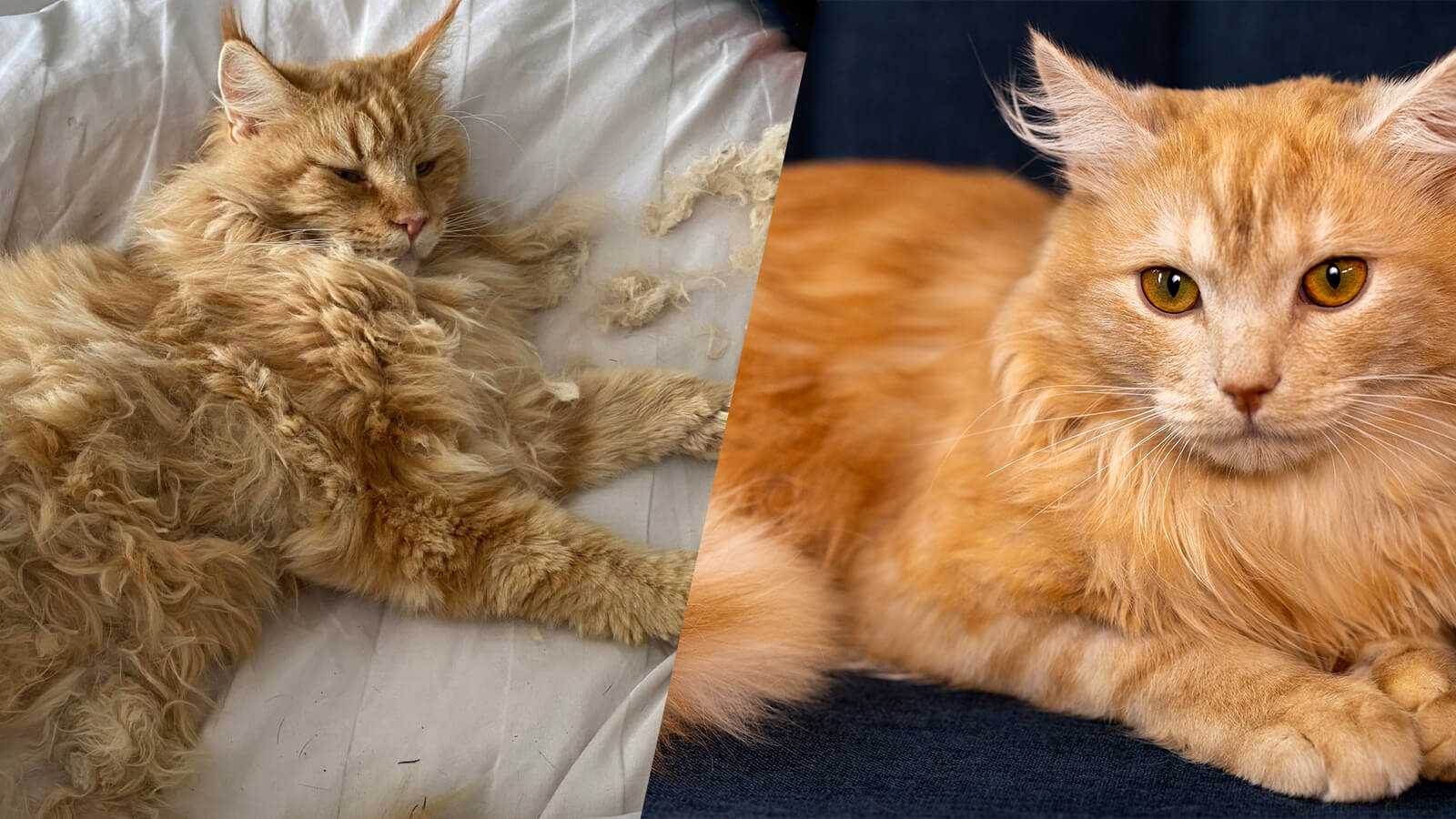 Techniques for Grooming a Feline with Fluffy Fur