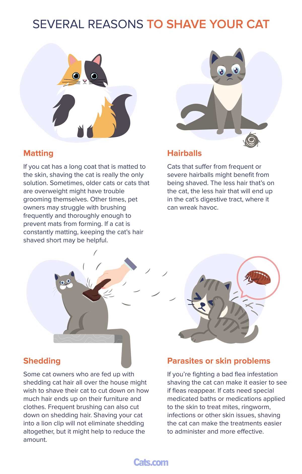 Preparing Your Feline for the Grooming Process