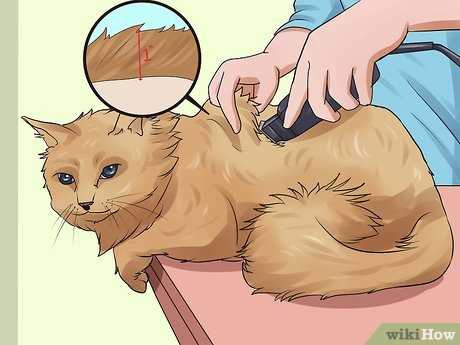 Brushing and Bathing