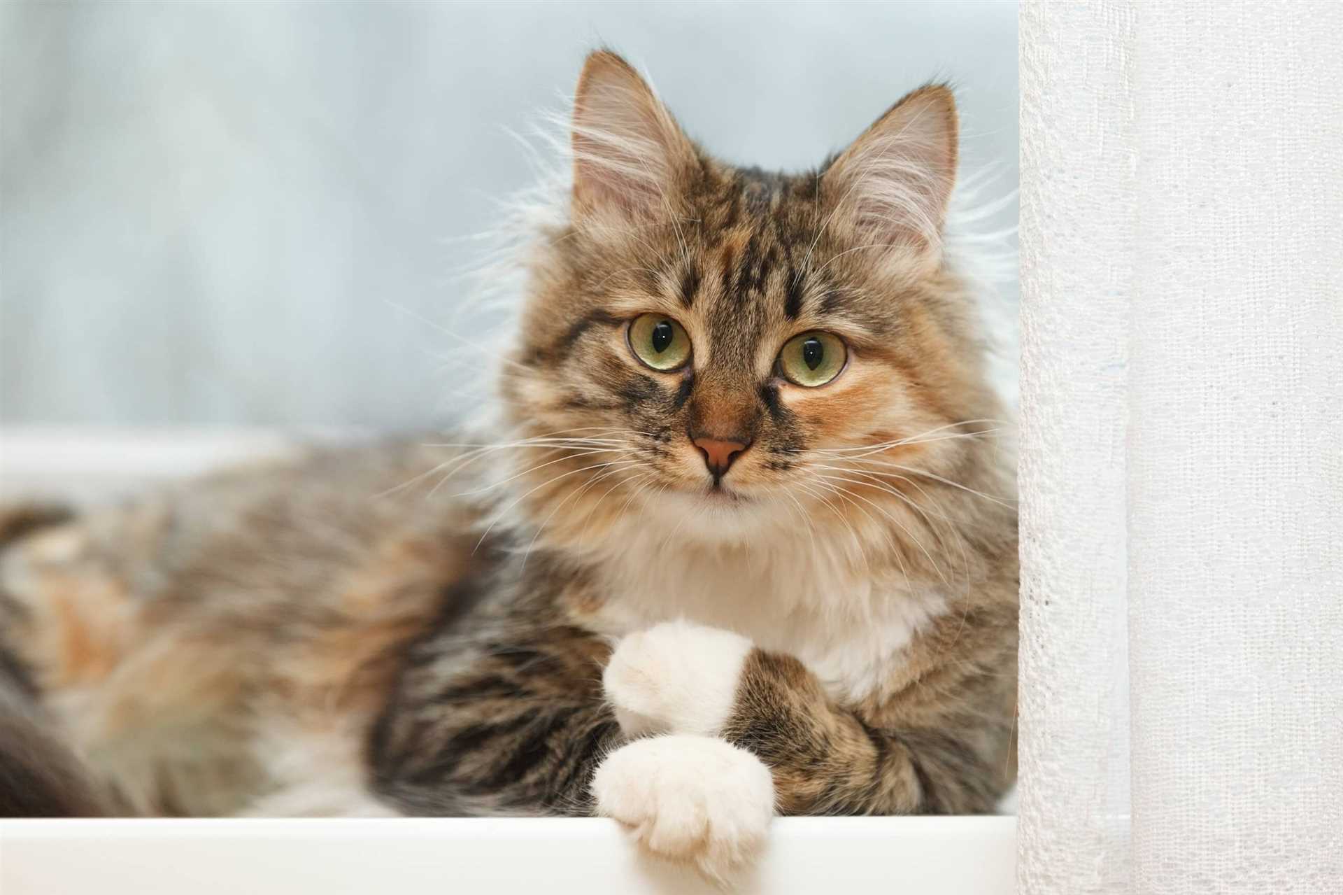 Feeding Guidelines for Healthy Coat Maintenance
