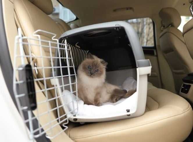 Preparing Your Cat for Long Car Rides