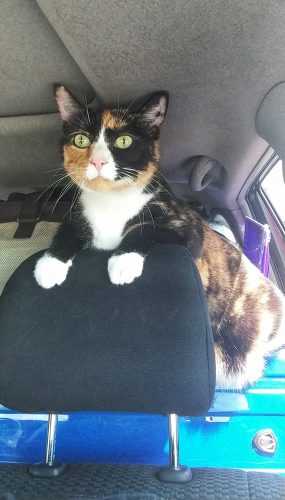 Choosing the Right Carrier for Your Cat