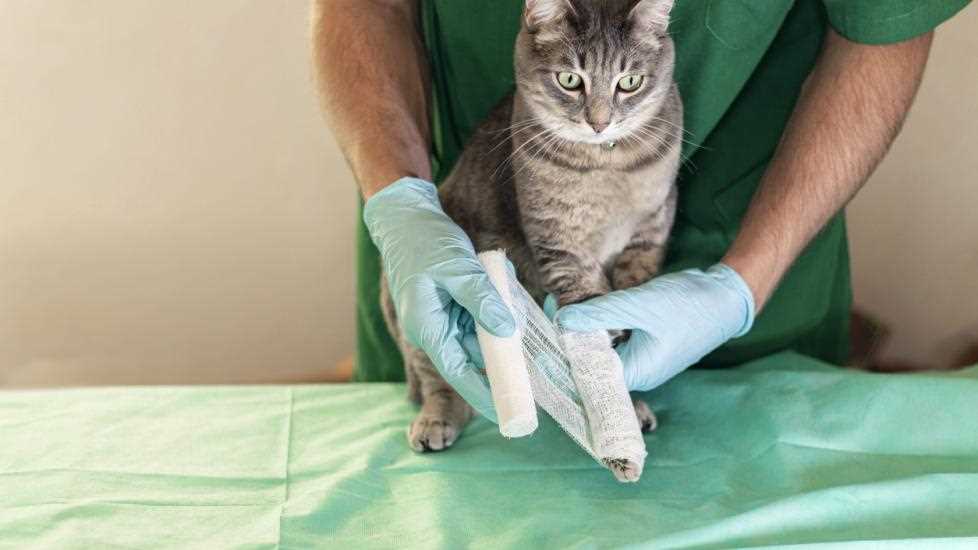 When to Seek Professional Veterinary Help