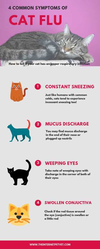 When to Consult a Veterinarian