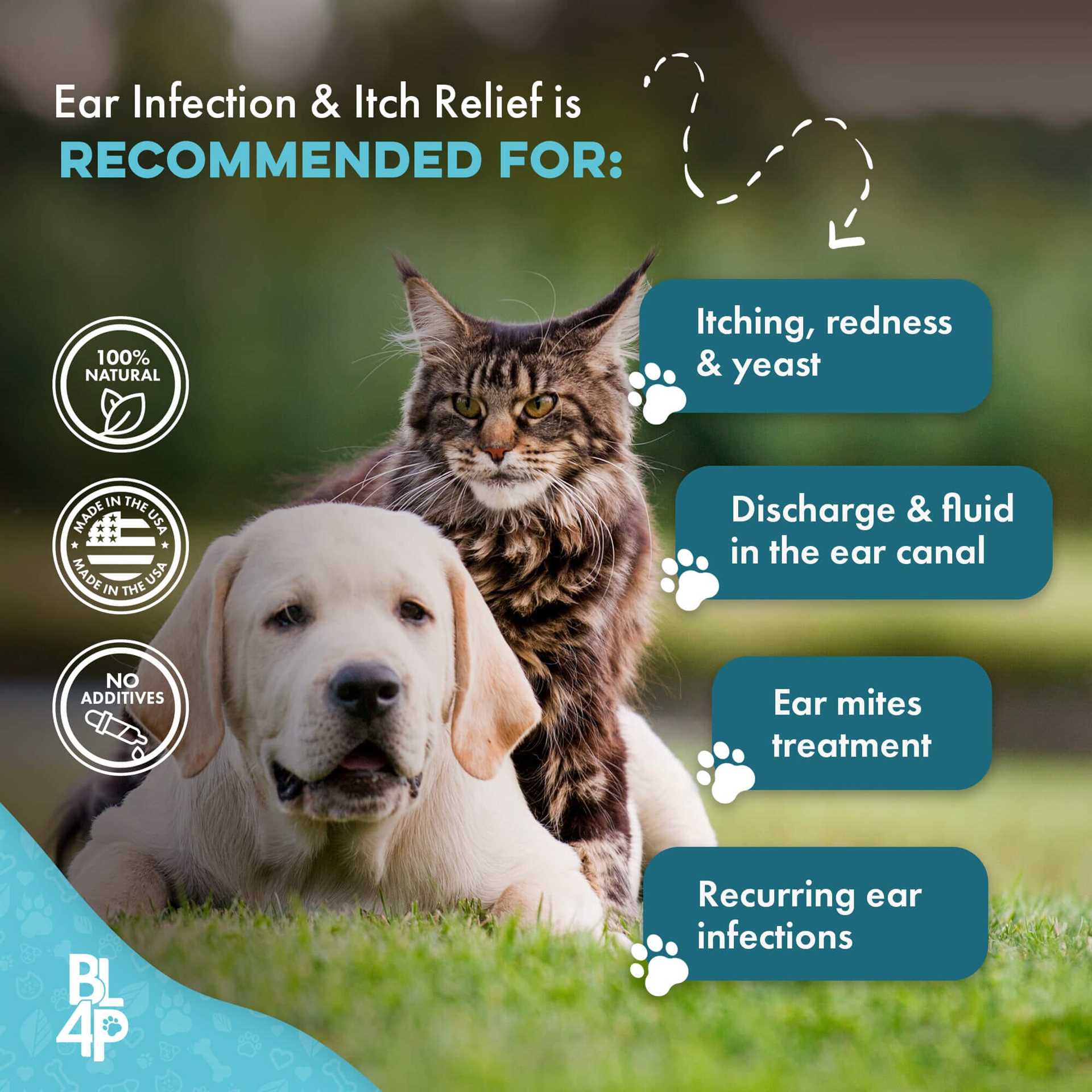 Monitoring Your Feline's Recovery and Symptoms