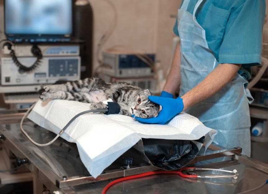 Administering First Aid for Shocked Cats