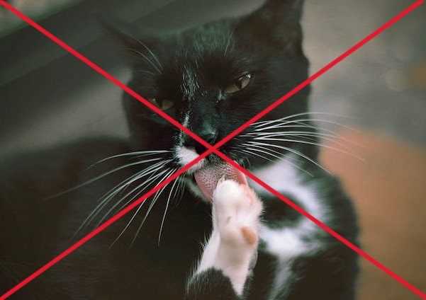 When to Consult a Veterinarian