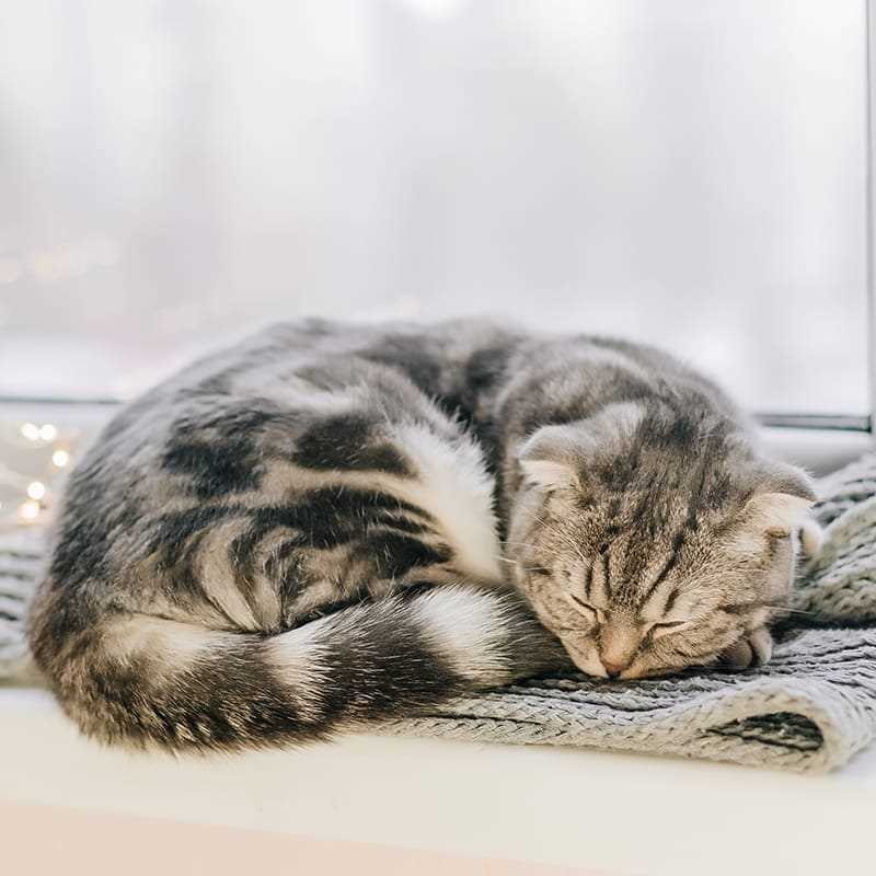 Home Remedies to Help Lower a Cat's Fever