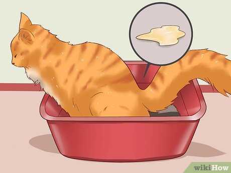 Routine Veterinary Check-ups