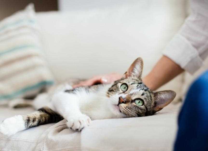 Choosing the Right Laxatives for Cats