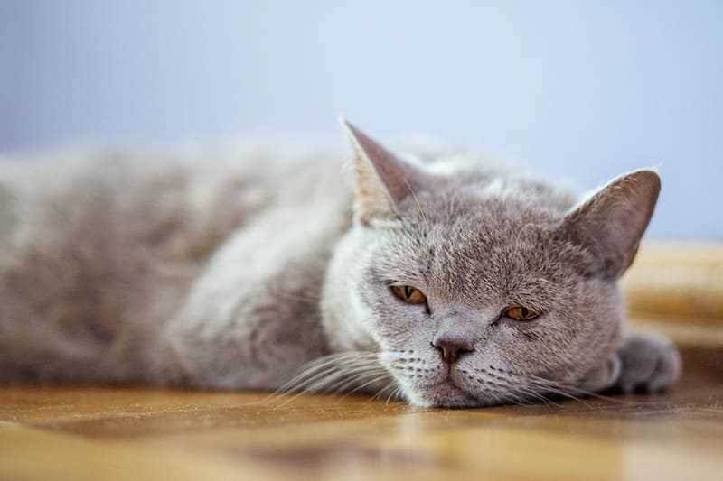 Consulting a Veterinarian: What to Expect