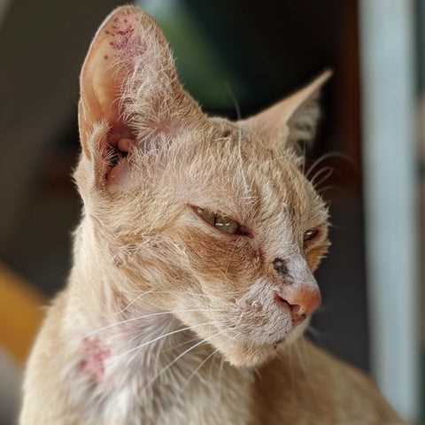 Administering Medications Safely to Your Feline Friend