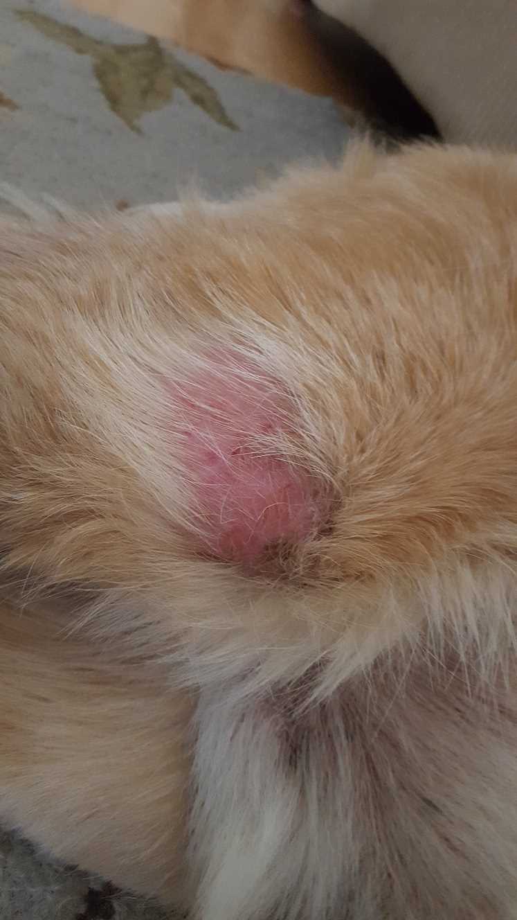 Preventing Future Hotspots on Your Feline Friend