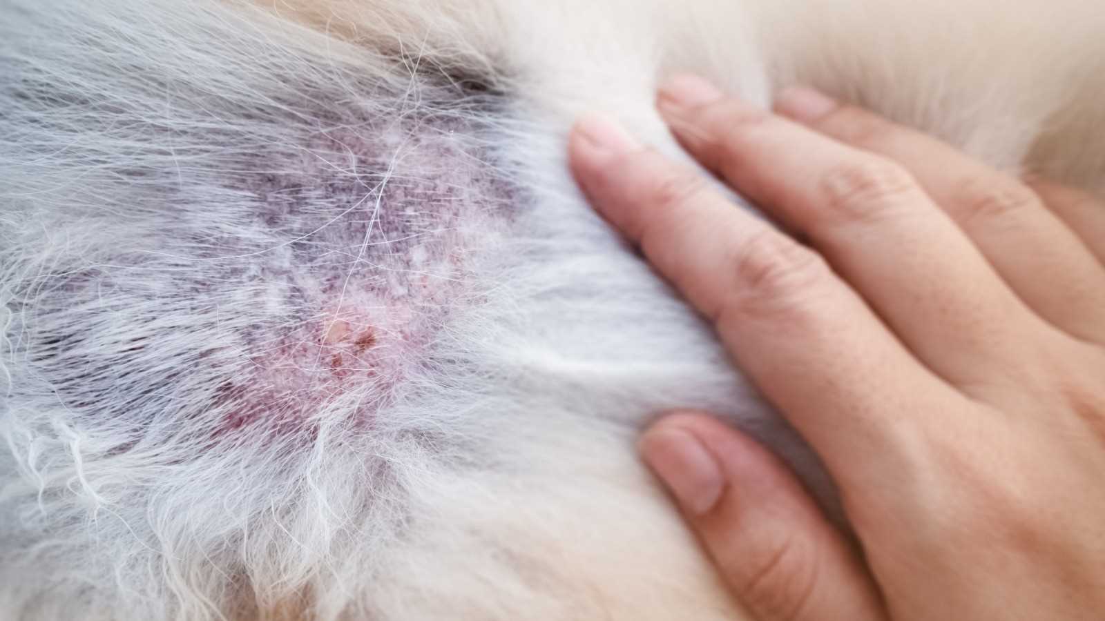 Identifying Symptoms of a Hotspot on Your Cat
