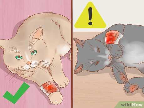 Applying Dressings and Medications