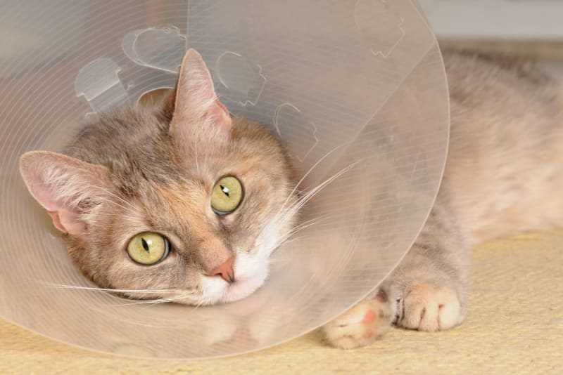 When to Consult a Veterinarian
