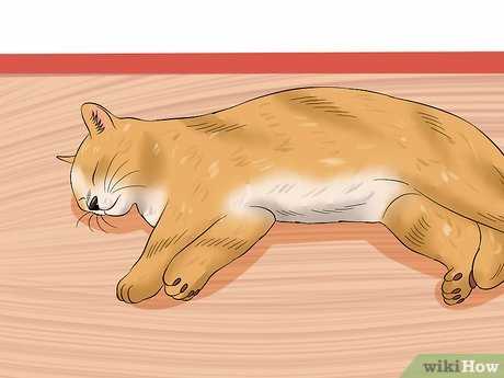 Creating a Nutrient-Rich Meal Plan for Anemic Felines