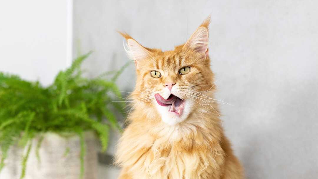 When to Consult a Veterinarian for Oral Issues