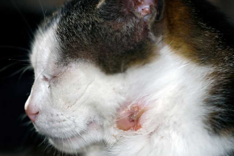 Recommended Medications for Cat Hair Loss