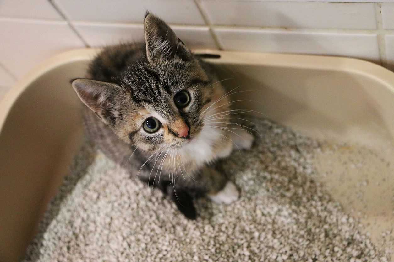 Monitoring Your Feline's Health After Treatment