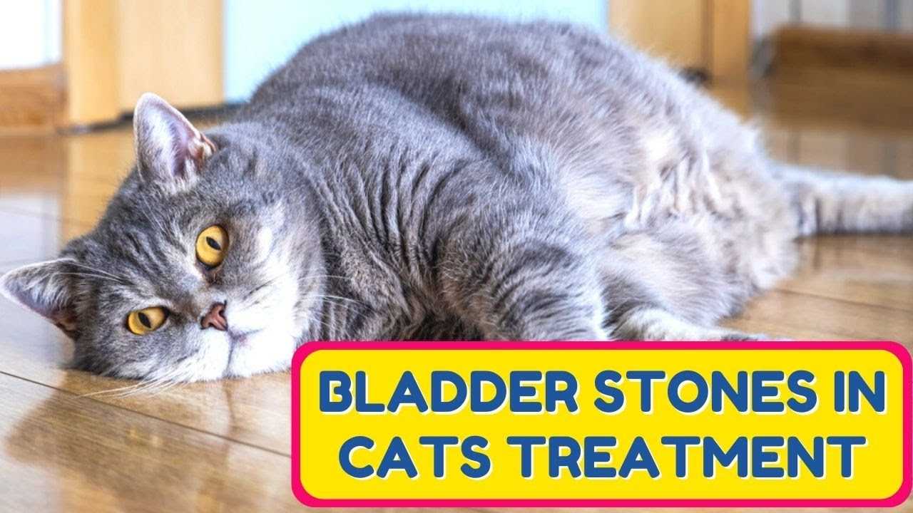 Medications for Managing Bladder Stones