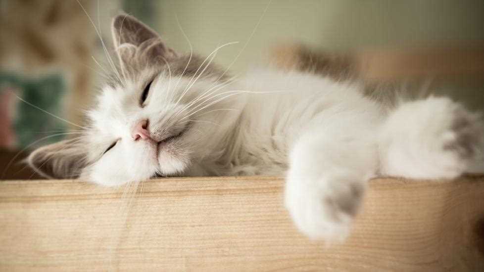 Using Herbal Remedies for Cat Anxiety