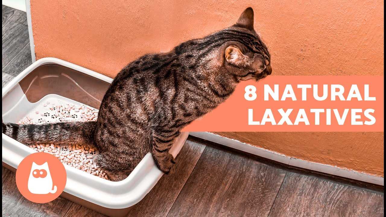 Creating a Comfortable Litter Box Environment