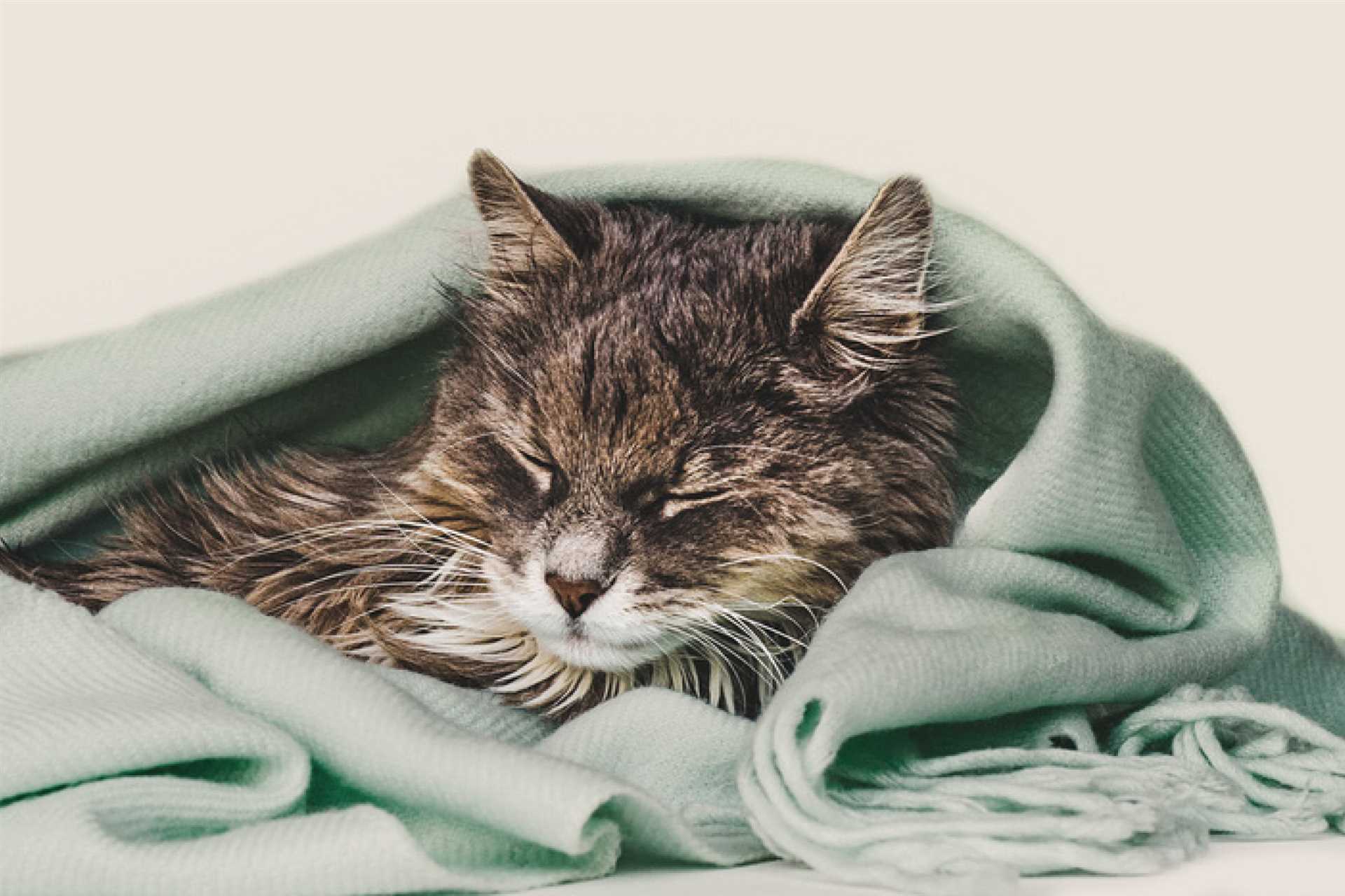 Creating a Stimulating Environment for Your Feline Friend