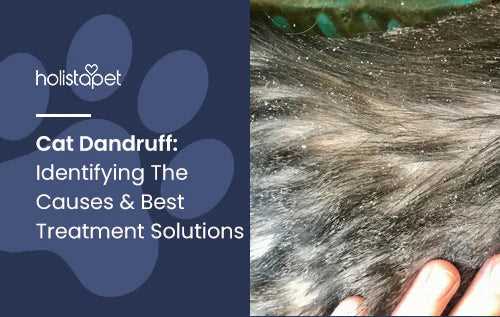 Consult a Veterinarian for Persistent Skin Issues