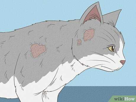When to Consult a Veterinarian for Fungal Infections