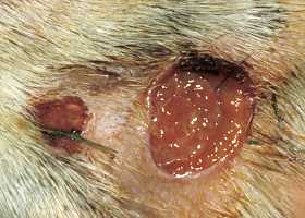 When to Consult a Veterinarian