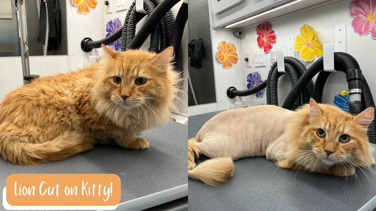 Trimming Techniques for My Furry Friends
