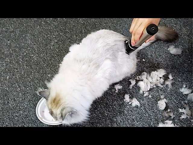 Choosing the Right Tools for Feline Grooming
