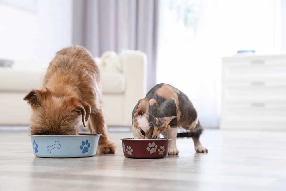 Potential Health Benefits of Nutritional Yeast for Cats