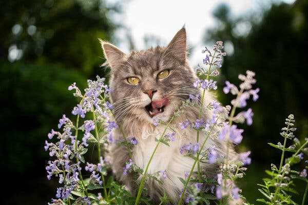 Training Tips for Nymph Cat Owners
