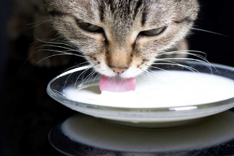 How to Safely Introduce Oat Beverage into a Cat's Diet