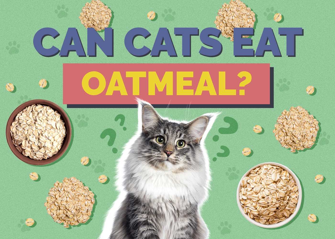 How to Safely Introduce Oatmeal into a Cat's Diet