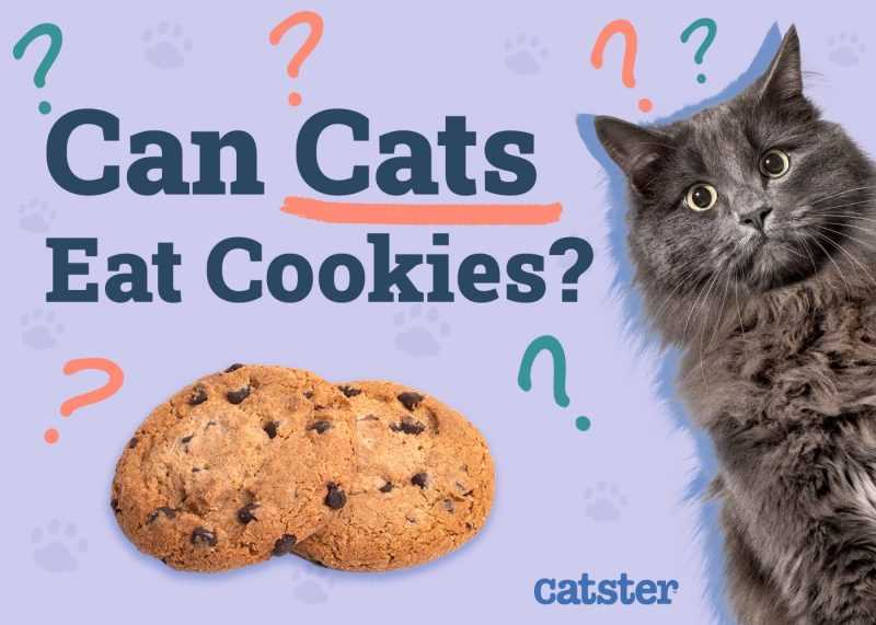 Potential Benefits of Oatmeal for Felines