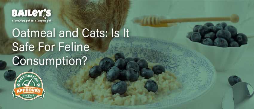 Understanding Nutritional Benefits of Oatmeal for Cats