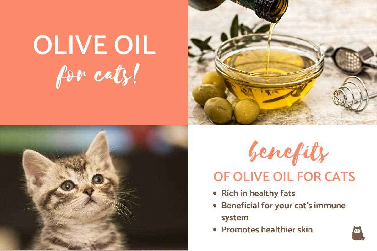 Alternatives to Olive Oil for Cat Nutrition