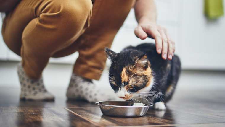 Safe Alternatives to Olive Oil for Cat Care
